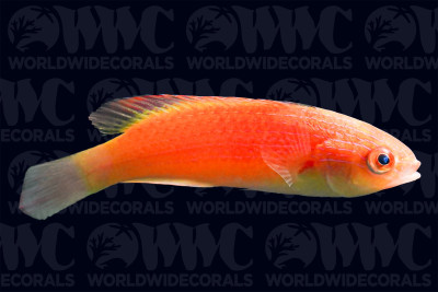 Pink Margin Fairy Wrasse - Male - Indonesia
