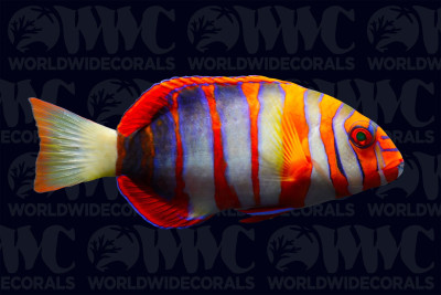 Harlequin Tusk Wrasse - Australia