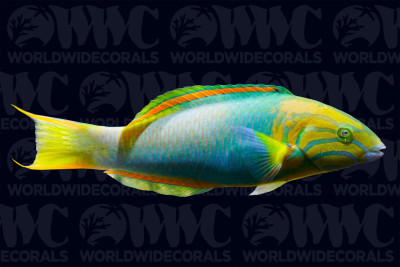 Banana Wrasse - Male - Tonga