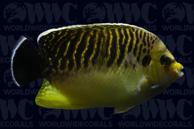 Tiger Angelfish - Madagascar