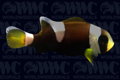 Misbar Wide-band Clownfish - Aquacultured - USA
