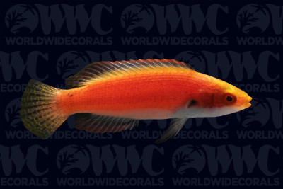 Girdled Fairy Wrasse - Marshall Islands