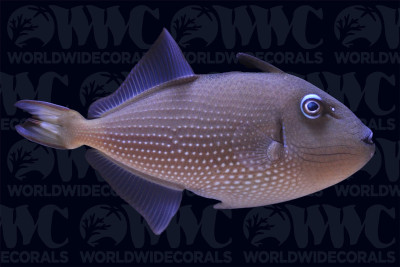 Blue Throat Triggerfish - Female - Philippines
