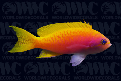 Bimaculatus Anthias - Maldives