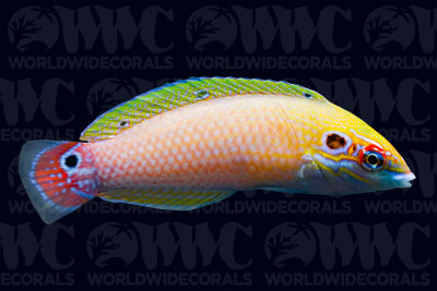 Earmuff Wrasse - Marshall Islands