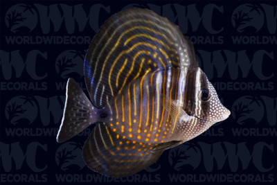 Desjardinii Sailfin Tang - Sri Lanka