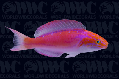 Johnson's Fairy Wrasse - Male - Marshall Islands
