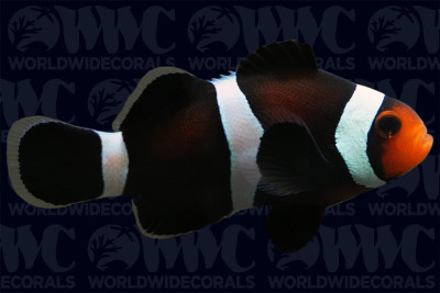 Darwin Ocellaris Clownfish - Aquacultured - USA