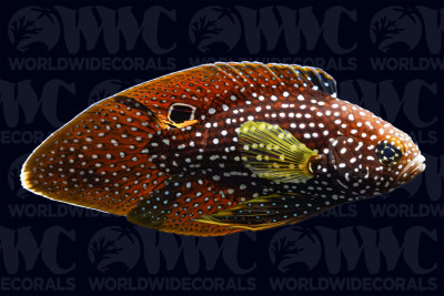 Marine Betta Grouper - Philippines