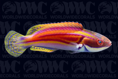Laboute's Fairy Wrasse - Male - New Caledonia