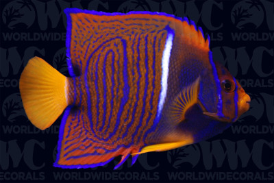 Passer Angelfish - Costa Rica