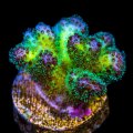 Rainbow Pocillopora