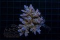 Acropora Cerealis