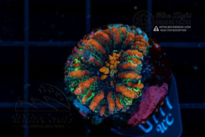 Scolymia Mini Button (Filter)