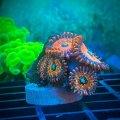 Seduction Zoas