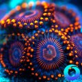 Twizzler Zoanthid
