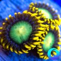 Dragon Eyes Zoanthid