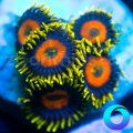 Baboon Booty Zoanthids