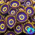Purple Hornet Zoanthids