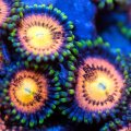 Fun Dip Zoanthid