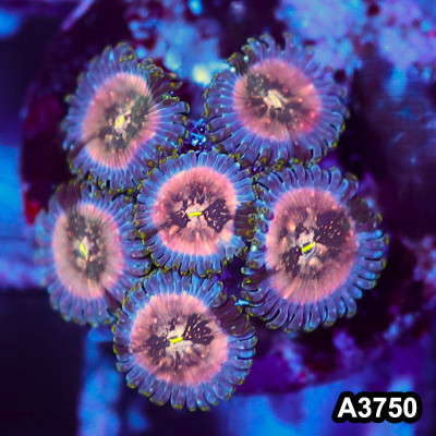 WYSIWYG Indo Hawaiian People Eater Zoanthid Frag
