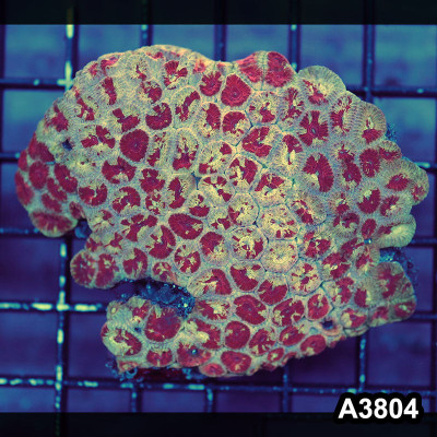 WYSIWYG Indo Ultra Unique Favia Colony