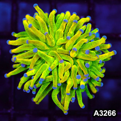 WYSIWYG Indo Holy Grail Torch 1H