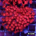 Ultra Red Goniopora