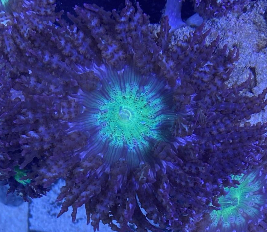 Beaded Purple Bottom Anemone