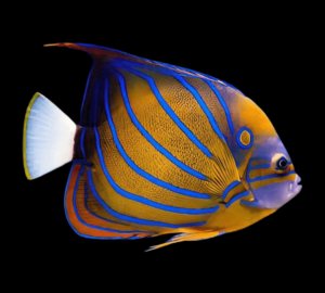 Annularis - Adult Angel