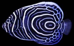 Imperator - Juv Lg Angel