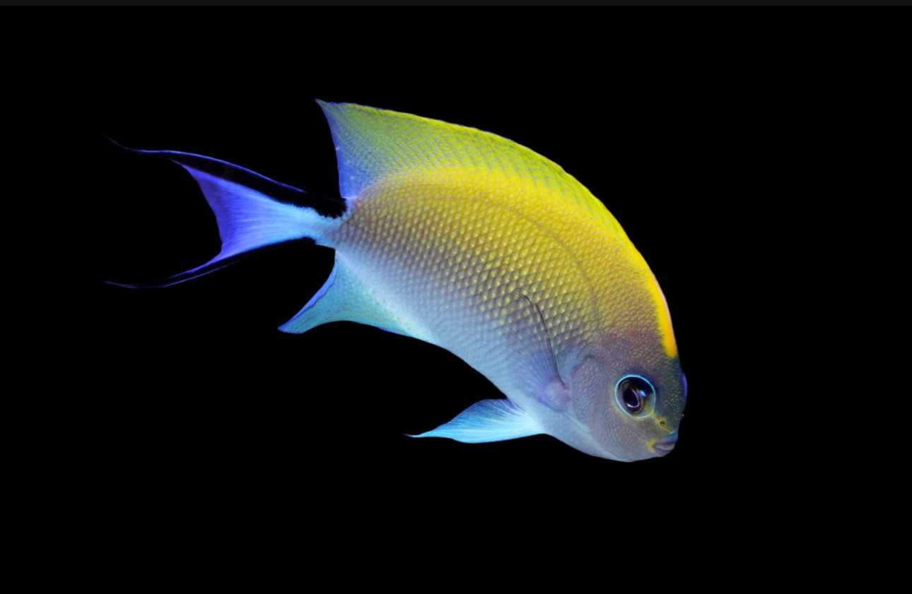 Melanospilus-Female Angel