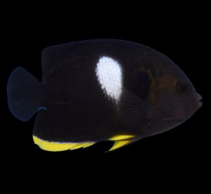 Melas (Keyhole) Angel