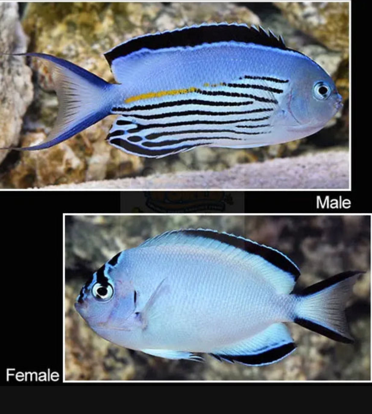 Watanabe-Female Angel