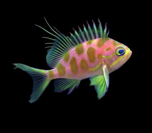 Borbonius Anthias