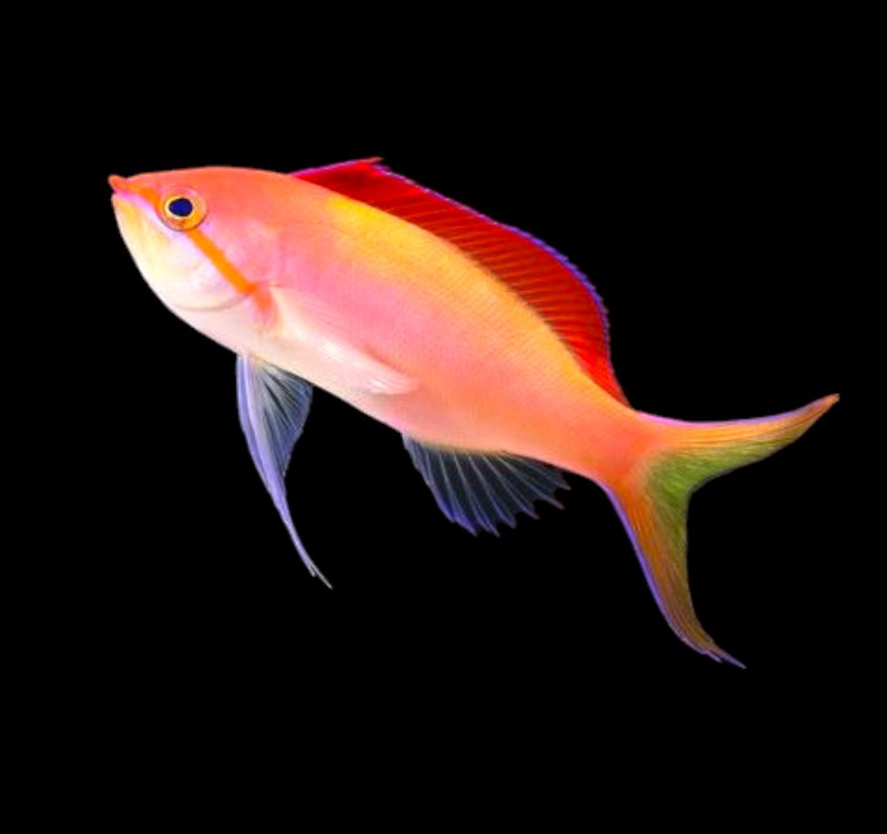 Dispar Anthias