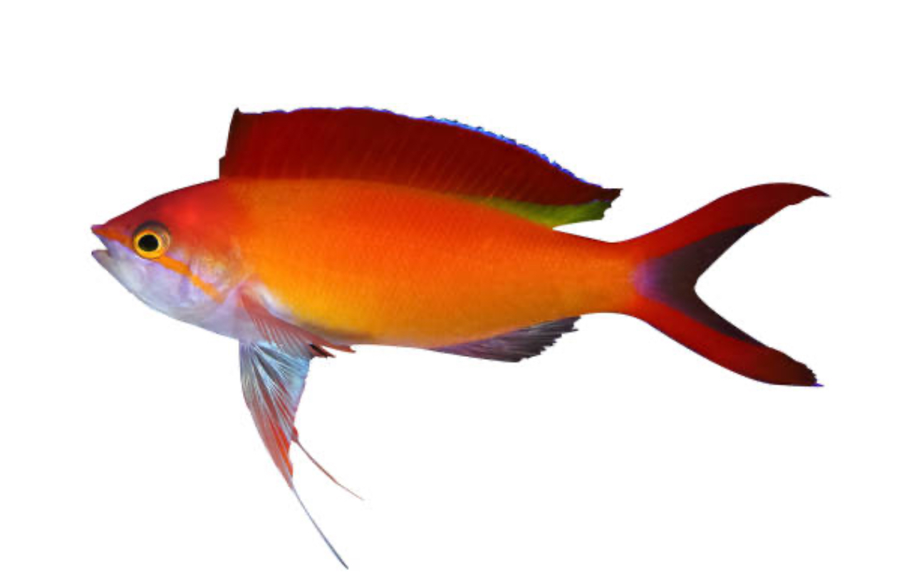 Flame Anthias
