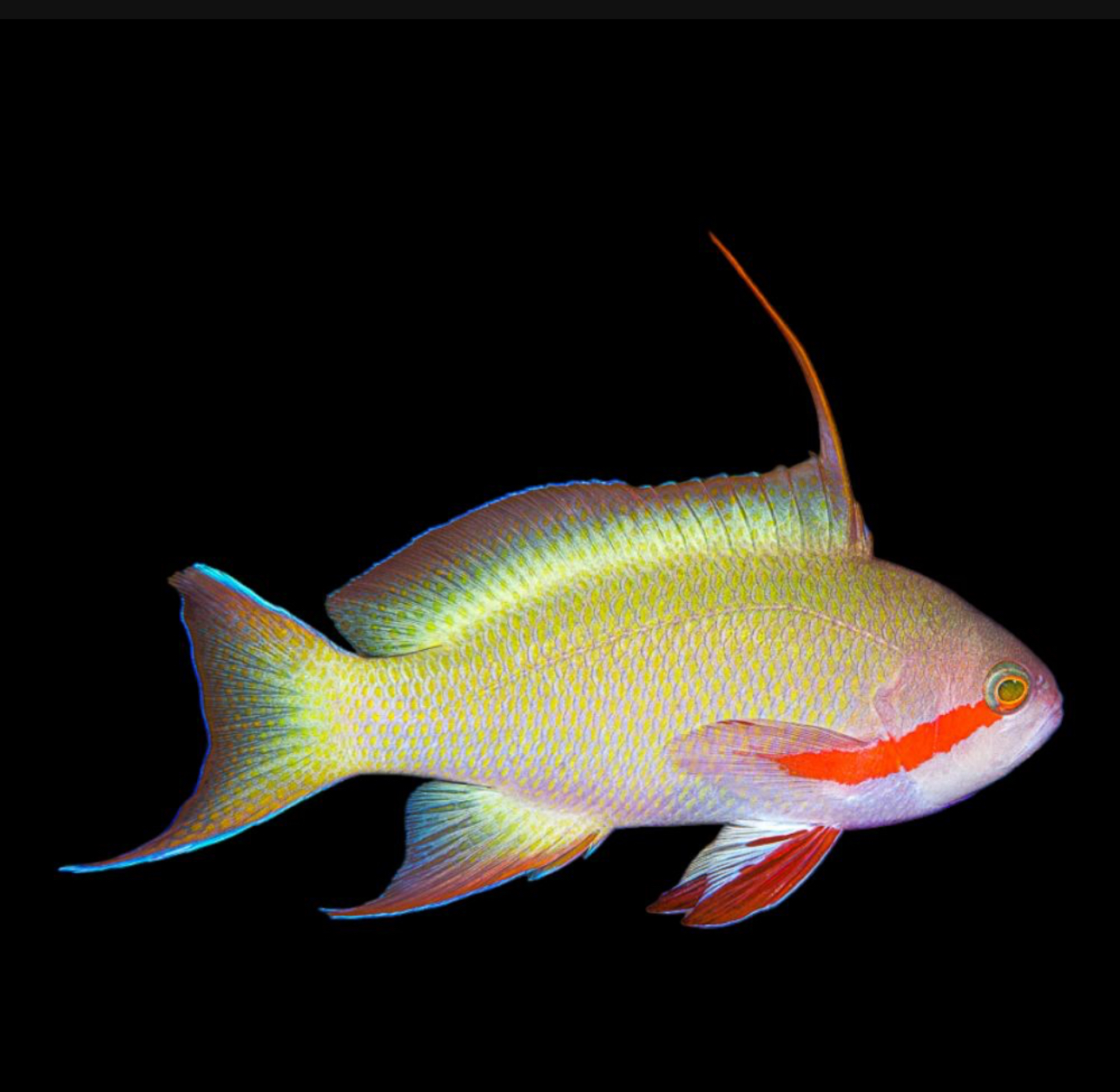 Huchtii Anthias