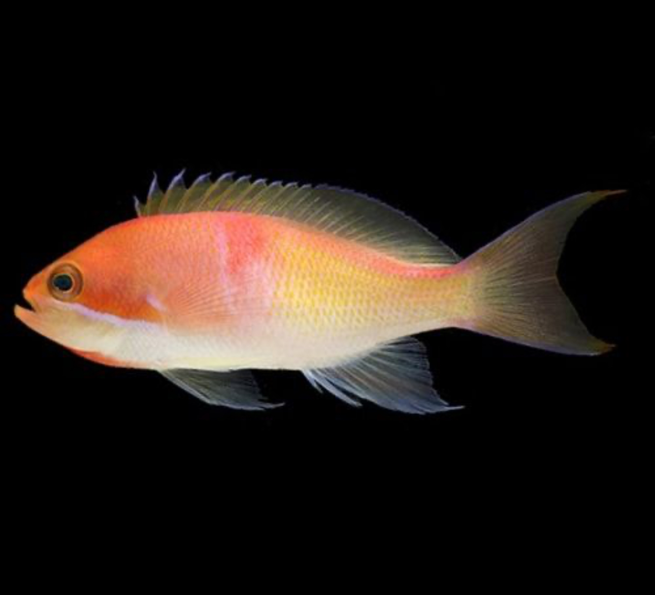Red Fairy Anthias