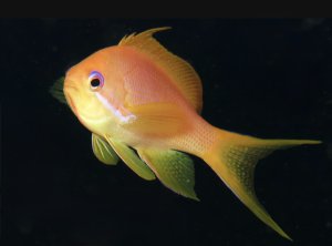 Squamipinnis - Female Anthias