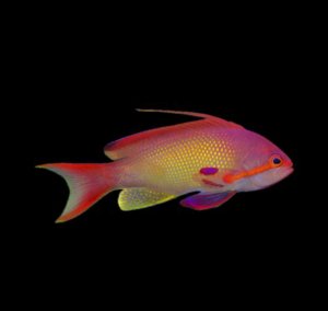 Squamipinnis - Male Anthias
