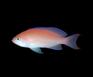 Stocky Anthias