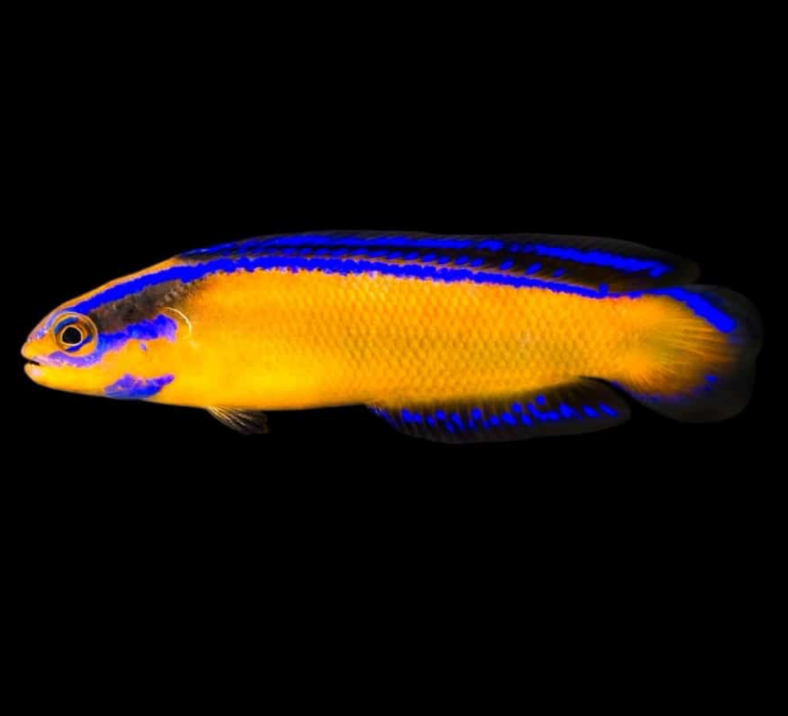 Dottyback Neon (AC) Basslet