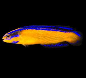 Dottyback Neon (AC) Basslet