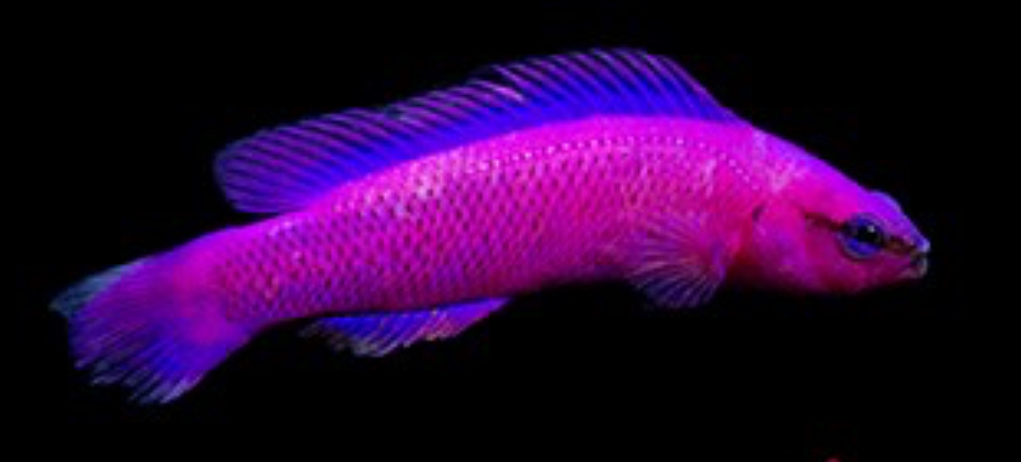 Dottyback Orchid (AC) Basslet