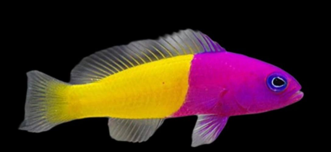 Pseudo Bicolor Basslet