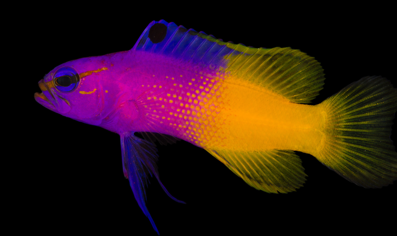 Royal Gramma Basslet