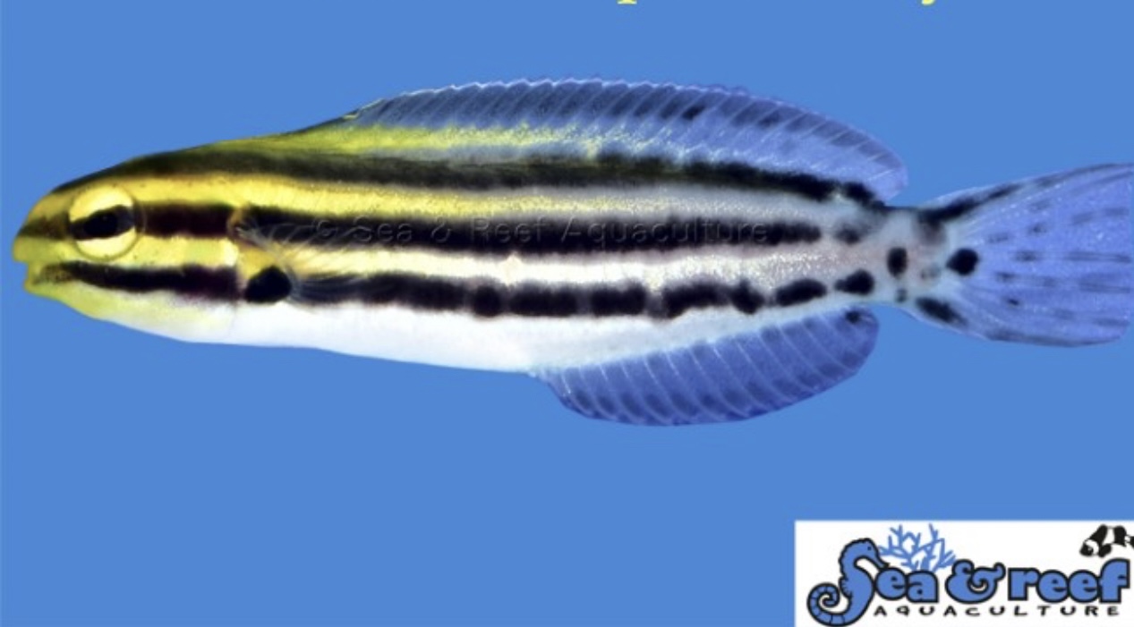 Grammistes (AC) Blenny