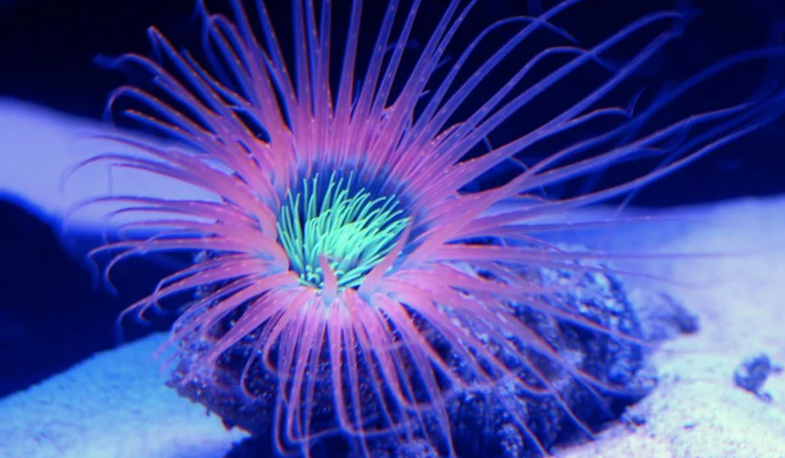 Tube Orange Anemone