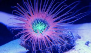 Tube Orange Anemone